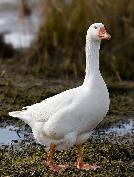 goose geese goslings Demidov